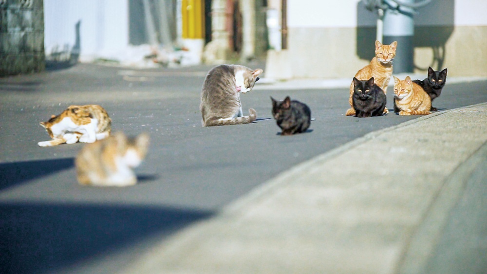 (未使用･未開封品)あいねこ 世界5大猫スポット・相島のねこたち [DVD] あいねこ～世界5大猫スポット・相島のねこたち～【DVD】｜鉄道