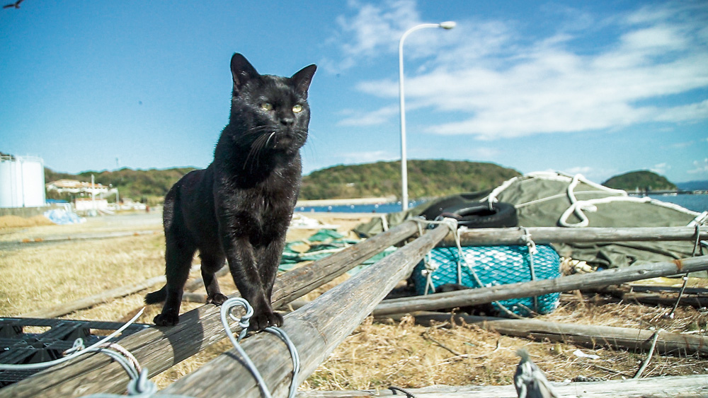 あいねこ～世界5大猫スポット・相島のねこたち～【DVD】｜鉄道