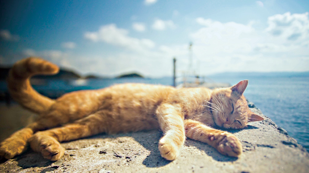 (未使用･未開封品)あいねこ 世界5大猫スポット・相島のねこたち [DVD] Amazon.co.jp: あいねこ 世界5大猫スポット・相島のねこたち